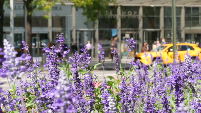 New York City, United States. Manhattan Midtown Columbus Circle on Broadway street. Yellow taxi cab, car on road. People pedestrian near Central Park. Autumn flowers, fall flowerbed. Summer bloom.