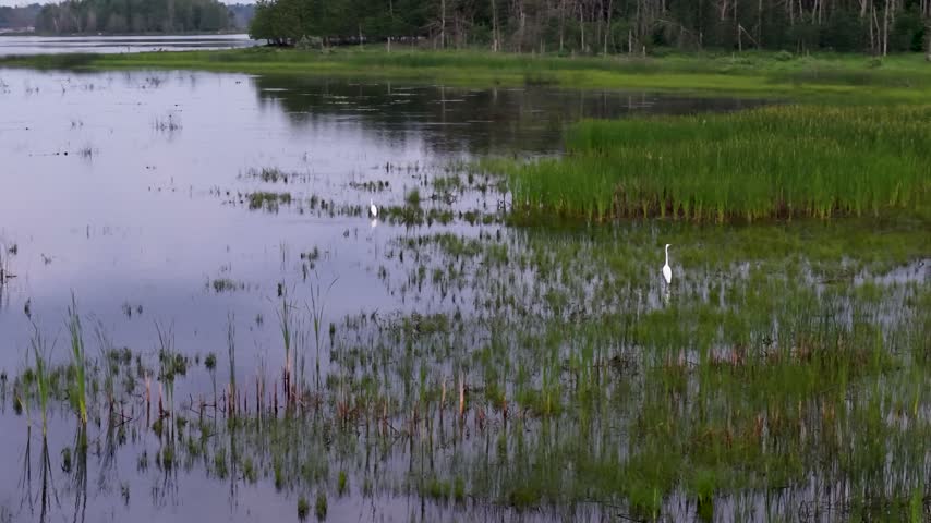 A white egret stands in shallow marsh water among reeds and green wetland grasses near Hessel Michigan.