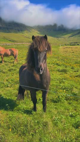 icelandic horse standing in a green field with mountains in background
