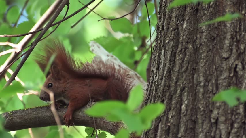 Cute red squirrel sitting still on wooden branch surrounded by vibrant green leaves in peaceful forest setting cinematic shot.