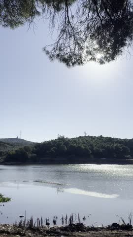 A forest lake among the pines.