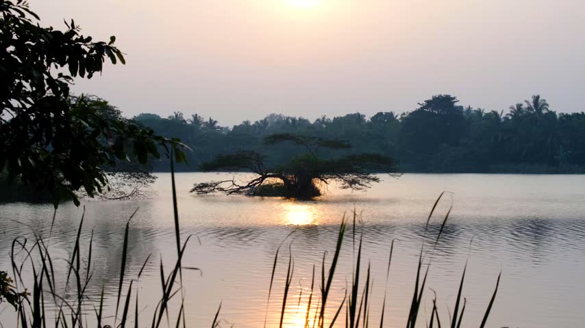 Scenic view bonsai shaped tree in lake during sunset at Anuradhapura Sri Lanka
