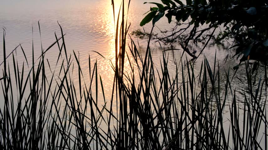 Silhouetted lake reeds with surface ripples on reservoir lake Nuwara Wewa during sunset in Anuradhapura Sri Lanka