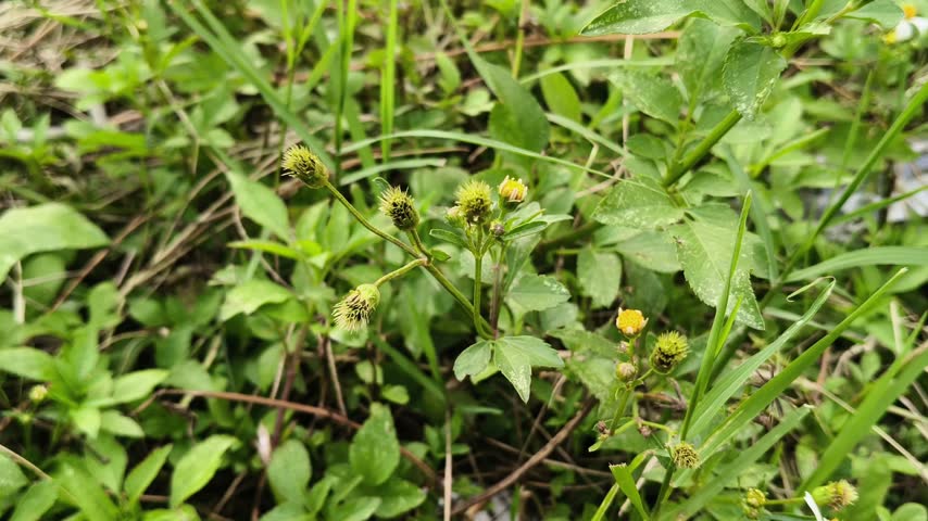 Small wild yellow flowers and green grass growing outdoors