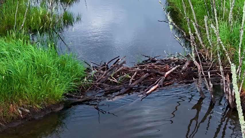 An overhead drone view follows a dark marsh channel where fallen branches collect between lush grassy banks in Hessel Michigan.