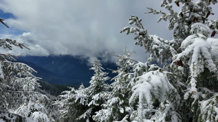 Snow-covered tree branches swaying gently in the wind, Olympic National Park, Washington State