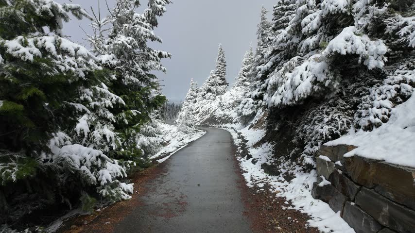 Forward movement along a paved trail surrounded by snow-covered trees in Olympic National Park, Washington State