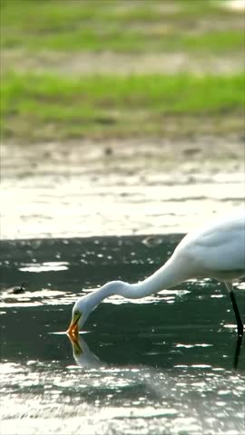 White egret standing in shallow water in a natural wetland habitat.