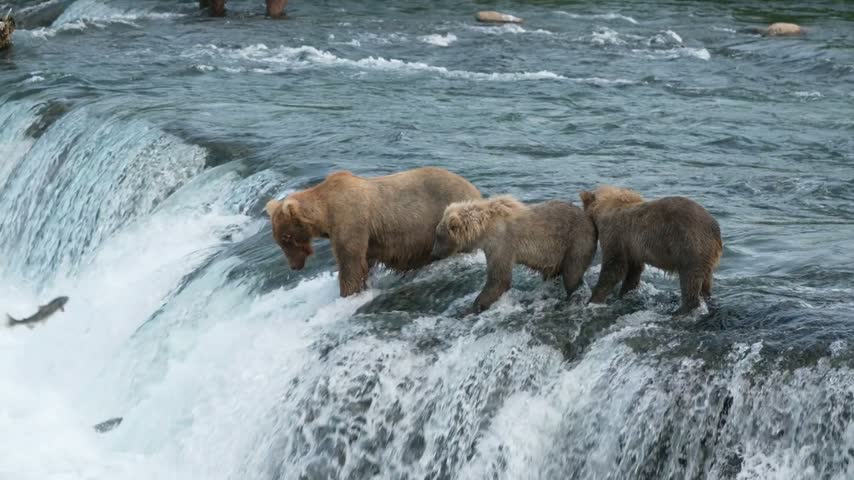 Brown Bear with Two Yearling Cubs Catching Sockeye Salmon at Brooks Falls Alaska