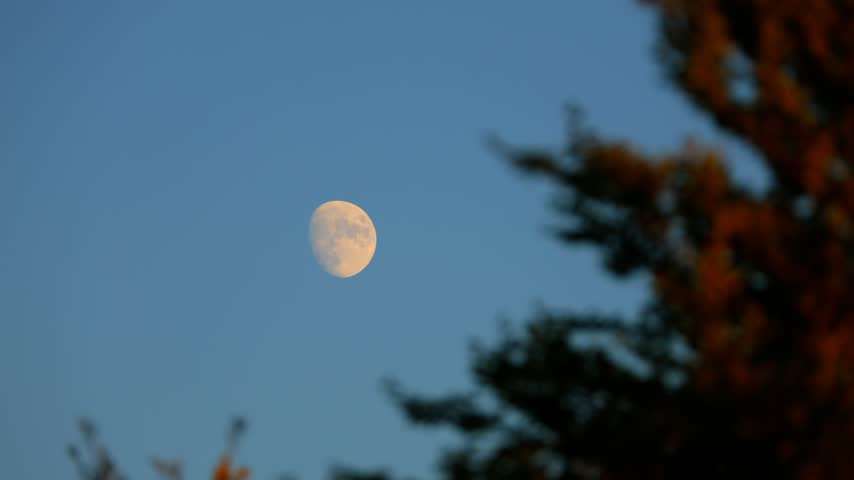 Waxing gibbous Moon with tree silhouettes on a daylight blue sky.