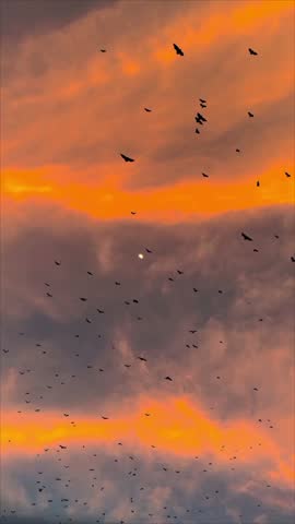 Birds migrating at dusk with dynamic flight patterns against vibrant sunset clouds