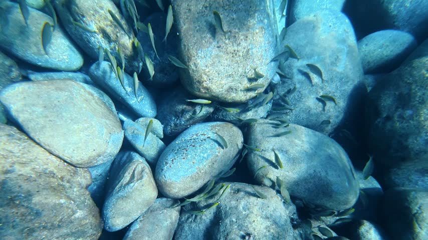 Small fish schooling over a clear seabed of rounded stones. Salema porgy, Sarpa salpa.