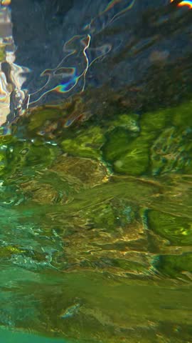 Fish swimming beneath a rippled water surface.