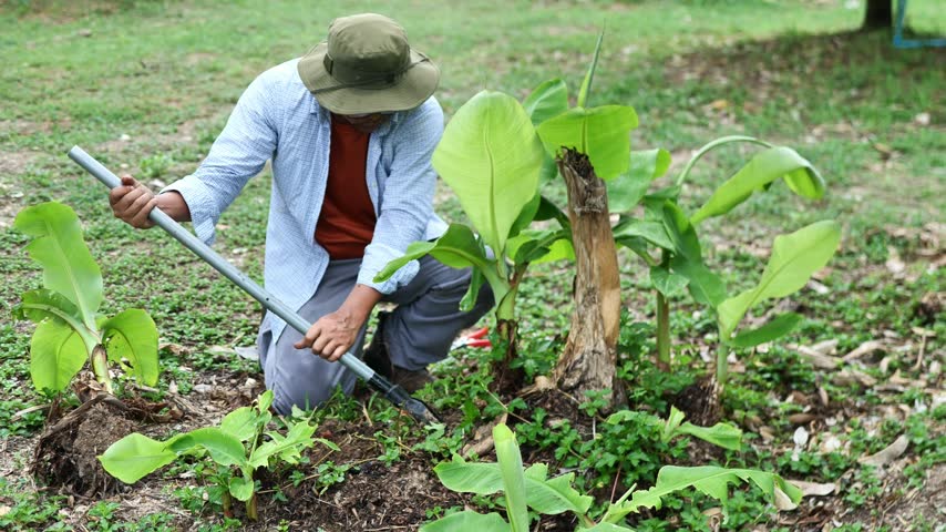Farmer digging a banana sucker for replanting and natural propagation, representing sustainable agriculture and traditional farming.