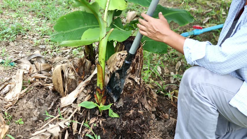 Farmer digging a banana sucker for replanting and natural propagation, representing sustainable agriculture and traditional farming.