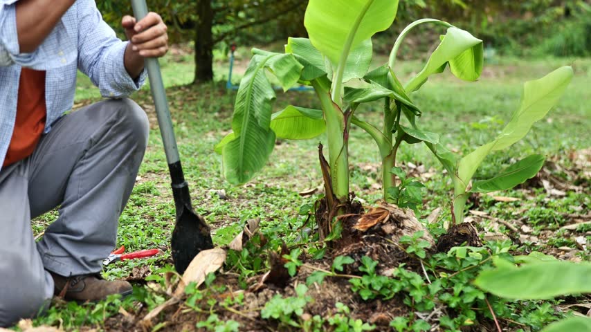 Farmer digging a banana sucker for replanting and natural propagation, representing sustainable agriculture and traditional farming.