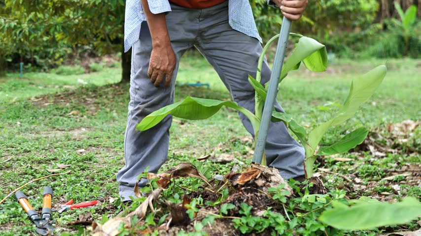 Farmer digging a banana sucker for replanting and natural propagation, representing sustainable agriculture and traditional farming.