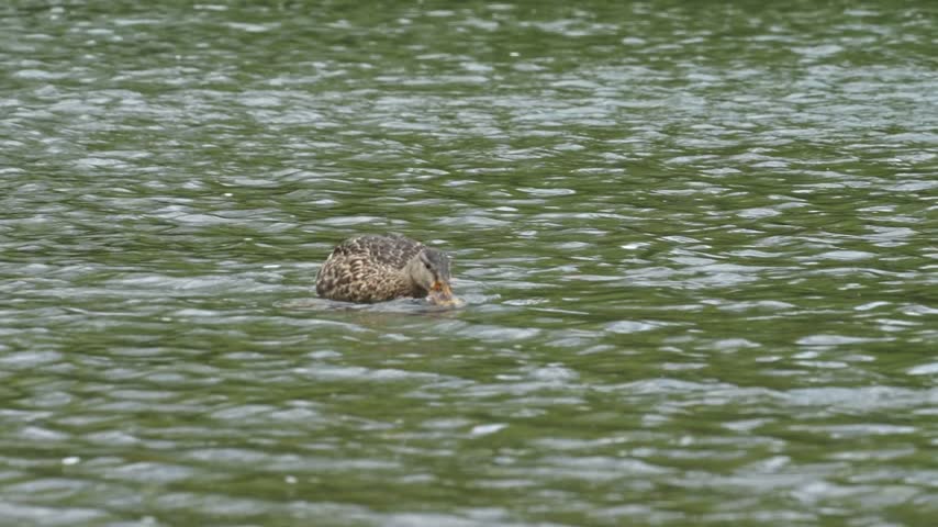A female Mallard feeds on a crayfish in a river, repeatedly bringing the prey into her mouth and then releasing it before taking it again. The crayfish is clearly visible during much of the 26 second clip. After finally swallowing her prey, the Mallard begins preening her feathers, capturing two distinct aspects of natural waterfowl behaviour.