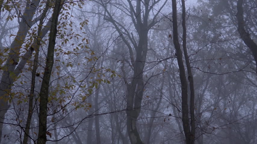 Foggy morning with bare trees and moving mist in a spooky and mysterious dark forest during late autumn