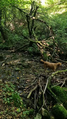 Dog walking through a shallow forest stream surrounded by moss and rocks in nature.