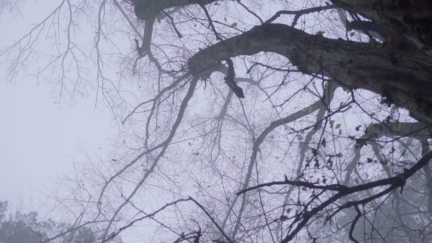 Curious red squirrel climbing a bare tree trunk on a spooky foggy autumn day in a mysterious forest