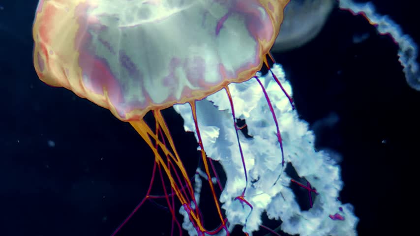 Large Glowing Jellyfish Exploring the Dark Underwater Ocean