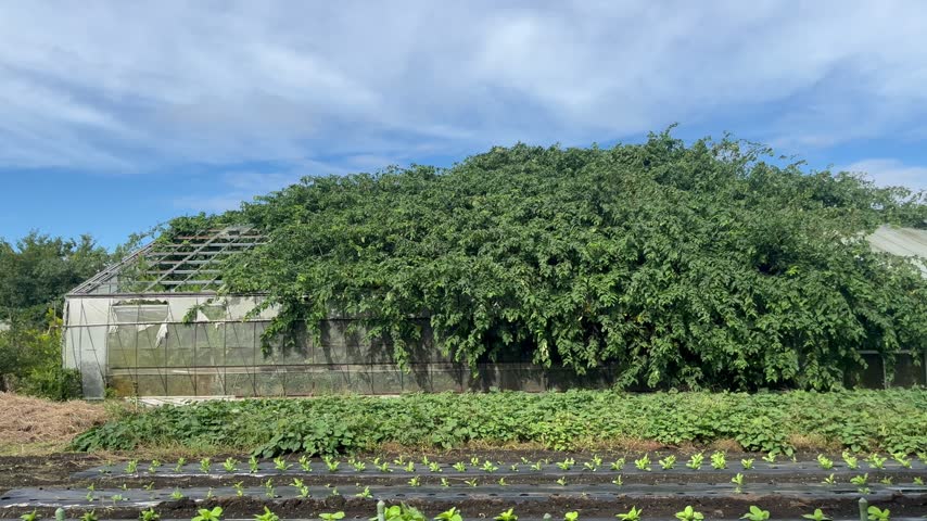 An old greenhouse covered in greenery with farmland in front.