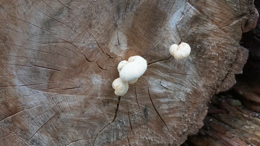 Mushrooms can be seen growing on a wooden tree stump in a forest. The setting is natural with clear signs of wood texture and greenery around.