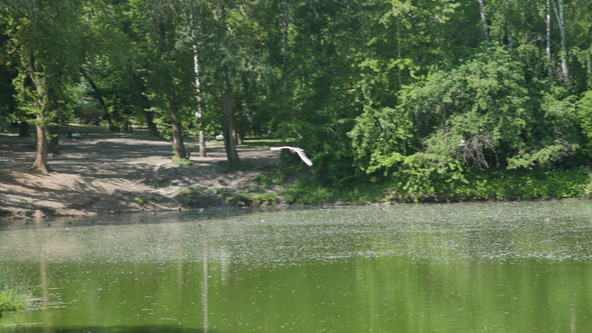 Seagulls gliding over green riverside park, tree-lined shore and reflective water with soft daylight glow, two birds crossing in flight with wings extended