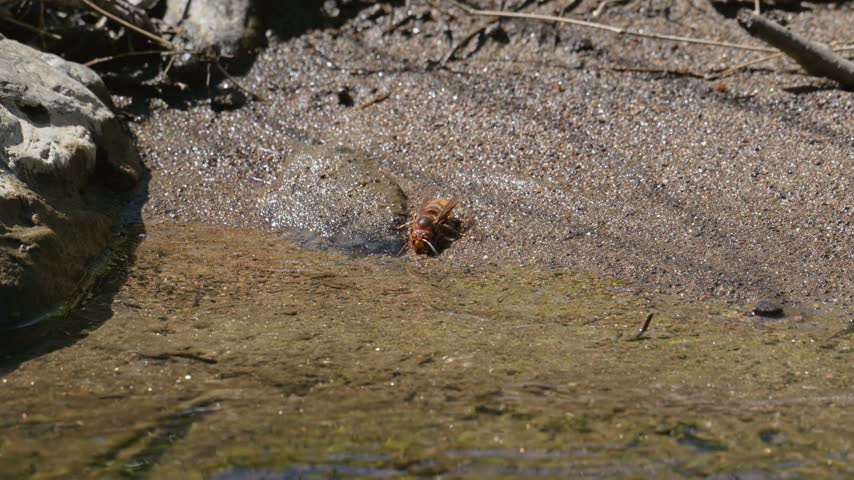 European hornet (Vespa crabro) drinking from a creek