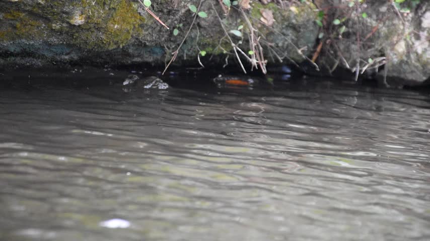 A small shallow creek meandering thru the tropical jungle.