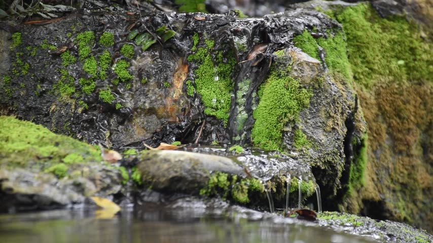 A small shallow creek meandering thru the tropical jungle.