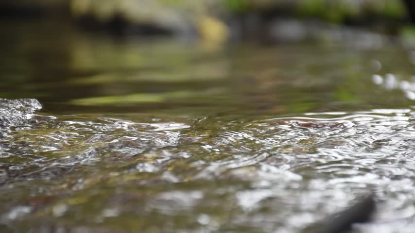 A small shallow creek meandering thru the tropical jungle.