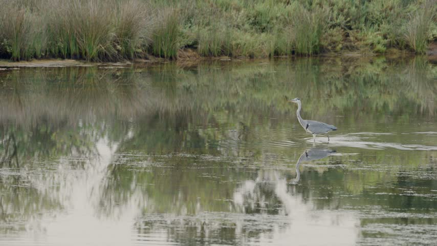 Majestic grey heron gracefully wading through the calm, reflective waters of a peaceful wetland, patiently stalking its prey amidst the reeds and creating gentle ripples on the surface