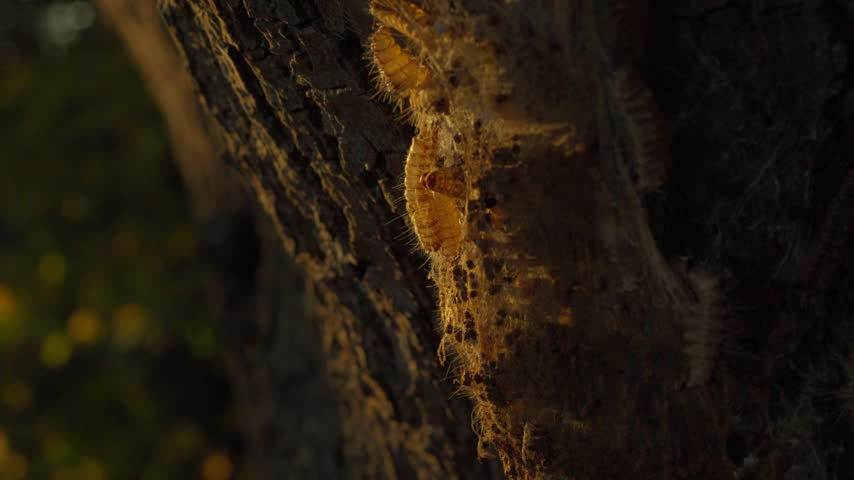 Abandoned nest of the oak processionary moth (Thaumetopoea processionea) on an oak trunk, silk webbing and larval remains glowing in warm evening light