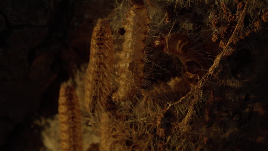 Extreme close-up of an old oak processionary moth nest, hairy caterpillar remains, silk threads and droppings of Thaumetopoea processionea in warm light