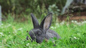 Grey bunny sitting in a grass, closeup
