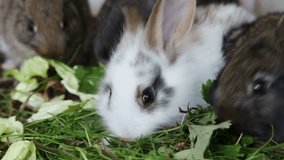 Family of grey and white rabbits eating grass inside rabbit hutch, closeup
