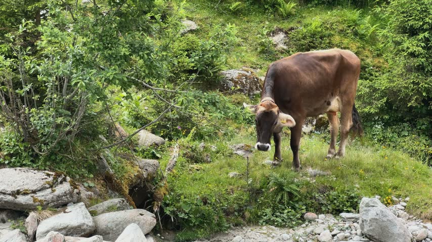 A peaceful brown cow with a bell grazes on lush green grass in the picturesque mountain landscape of Koenigsleiten, Austria. The alpine meadow provides abundant fresh pasture.
