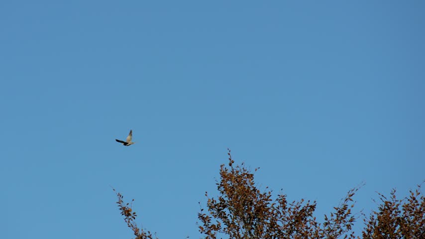 Pigeon flying in slow motion with wings fully extended, captured in detail against the surrounding background. Cinematic wildlife footage showing natural bird flight and wing movement.