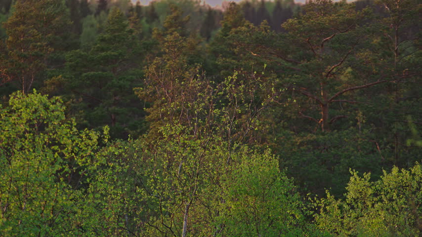 Locked-off telephoto view of fresh green birch trees and dark pine forest lit by warm evening sunlight.