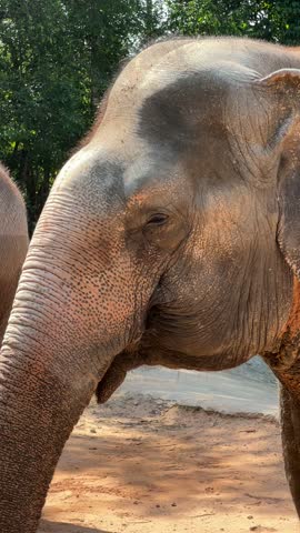 Close-up video of an elephant in a zoo