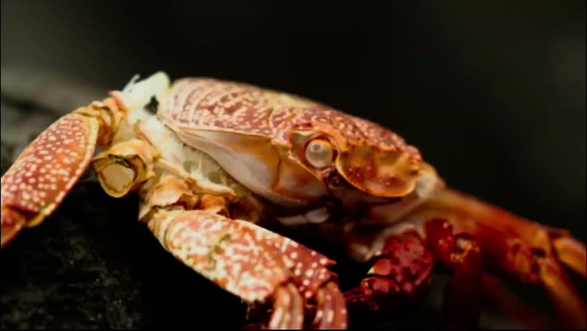 A beautiful new cute crab macro animals.