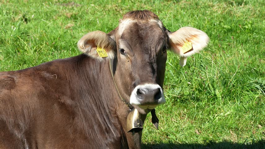Close-up of a cow on a pasture moving its ear and turning its head toward the camera. Detailed livestock portrait showing natural animal behavior.