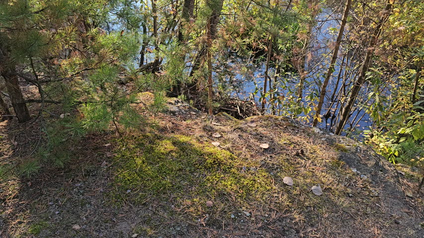 Sunlight filters through trees on a forested lakeside edge. Mossy ground slopes gently toward calm, deep water. Pine trees stand tall, their green needles catching the light