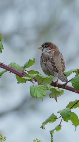 Close up shot of a small male house sparrow, passer domesticus, perched on a thorny branch with green leaves, chirping for a moment before taking flight and flying away