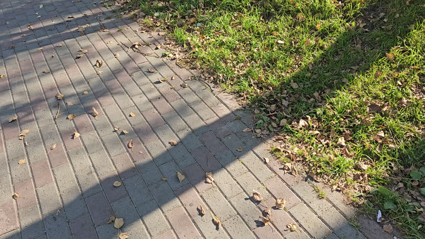 Sunlight bathes a quiet park path. Leaves scatter the grass beside stepping stones. Tree shadows dance across the ground. Sunny day invites calm, peaceful strolls