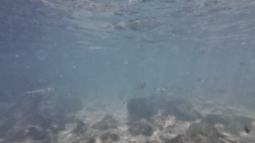 Static Shot Tropical Caribbean fish swimming over a shallow sandy seabed in clear coastal water, capturing marine life beneath the surface