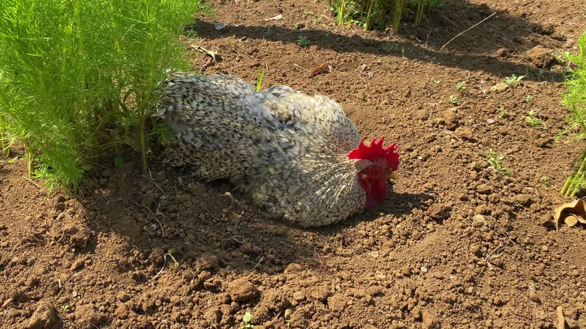 A chicken with white and gray feathers is lying down and rolling on the dry ground in a garden area. The chicken appears to be enjoying a dust bath in the sunlight, surrounded by greenery. Suitable for themes involving farms, rural life, animal behavior, agriculture, and the natural environment.