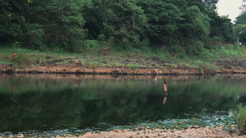 Indian cormorant perched atop a dead tree log in dark green algae water to create a serene, symmetrical wildlife observation scene.